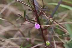 Hybanthus travancoricus